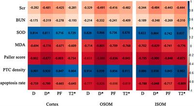 Evaluation of renal cold ischemia–reperfusion injury with intravoxel incoherent motion diffusion-weighted imaging and blood oxygenation level-dependent MRI in a rat model